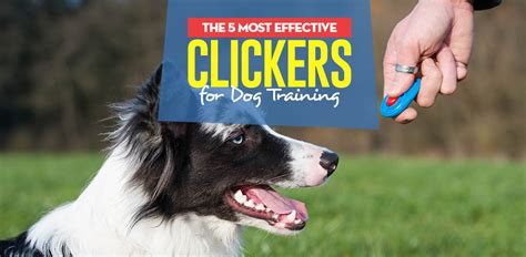 Top 5 Best Dog Clicker for Training Dogs Yourself