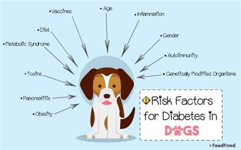 Diabetes In Dogs: Causes, Treatments & Everything in Between | Diabetic dog, Diabetes, Diabetes ...