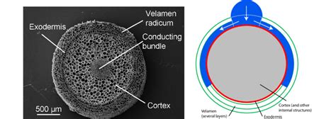 Left: Basic structure of an aerial root. Scanning electron microscope... | Download Scientific ...