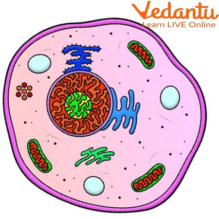 Simple Human Cell Diagram