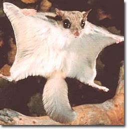 Southern Flying Squirrel: Facts, Characteristics, Habitat and More - Animal Place