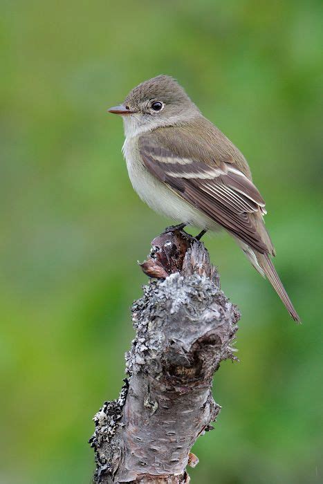 Alder Flycatcher 2 | Flycatcher, Alder, Species