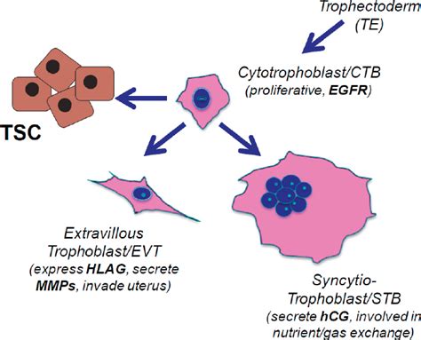 3 Examining the Development of Extraembryonic Lineages | Examining the State of the Science of ...