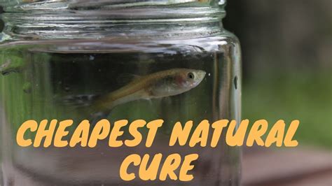 Natural cure for internal parasites in aquarium fish - YouTube