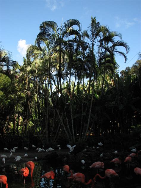 Flamingo Gardens | Flamingo's at the Flamingo Gardens,Botani… | Flickr