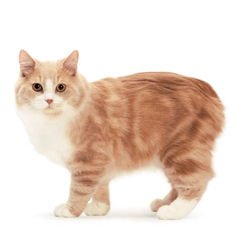 Cymric Cat Breed, a Semi-long-haired Variety of the Manx | Cat Breeds And Types Of Cats