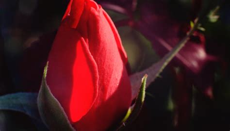 What Is the Difference Between Sepals & Petals? | Sciencing