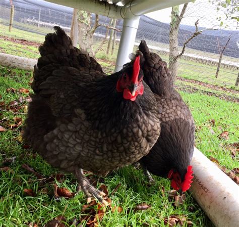 Fertile Australorp Eggs and Chicks | EggSellent.com.au