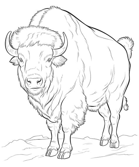 Premium Vector | American bison coloring page line art