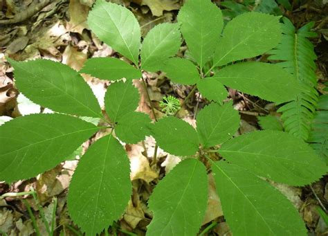 American Ginseng Seeds Stratified | eBay