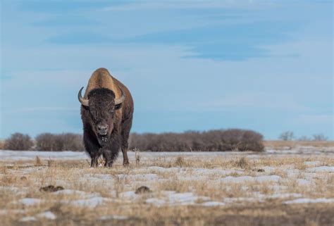 5 Places to See Bison in Colorado - Small Town Stops