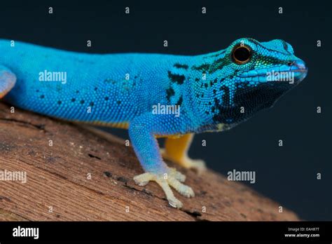 Electric blue day gecko / Lygodactylus williamsi Stock Photo - Alamy