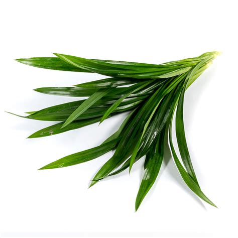 Daun Pandan (Seikat) | Pandan Leaf - PasarHub - Online Fresh Market