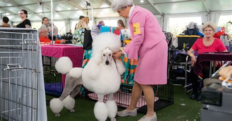 Westminster Dog Show 2023: Photos From Behind the Scenes - The New York ...