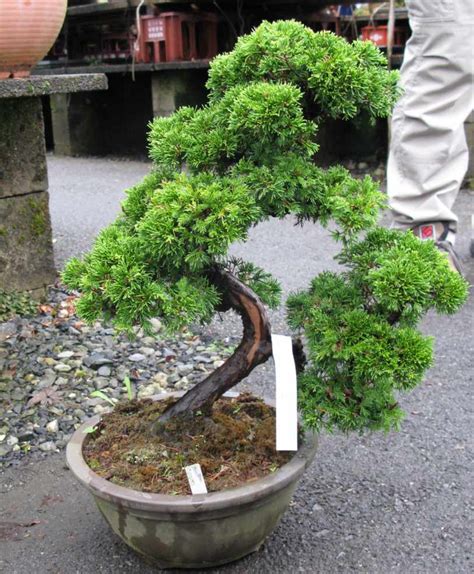 Bonsai White Pines species guide from LV Bonsai