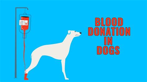 Dog Blood Donation And Dog Blood Types - Petmoo