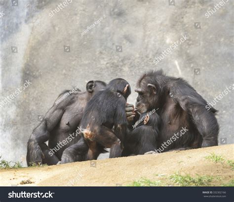 Chimpanzee Family Stock Photo 332302166 : Shutterstock