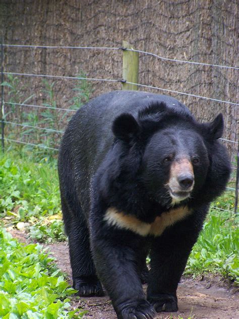 File:Black bear.jpg - Wikimedia Commons