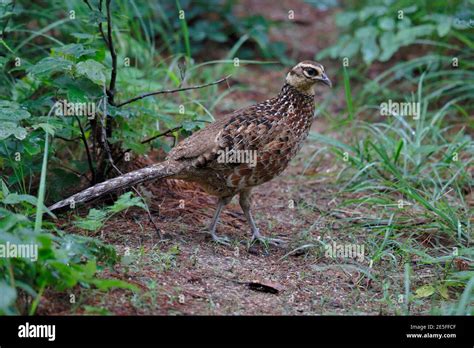 Reeves pheasant hi-res stock photography and images - Alamy