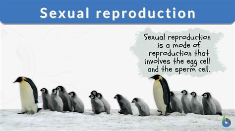 Sexual reproduction - Definition and Examples - Biology Online Dictionary