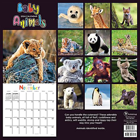 2024 TF Publishing Animal Wall Calendar 12 x 12 Baby Animals January To ...