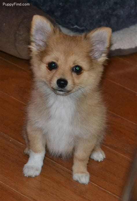 79 best Pomchi images on Pinterest | Doggies, Puppies and Cubs