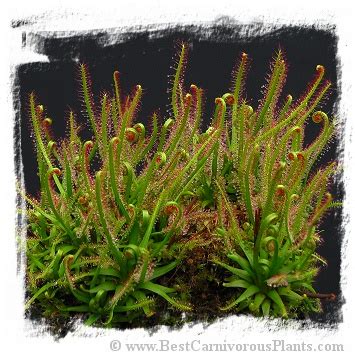 Drosera filiformis {Pine Barrens, New Jersey, USA} / 2+ plants | Best Carnivorous Plants Store