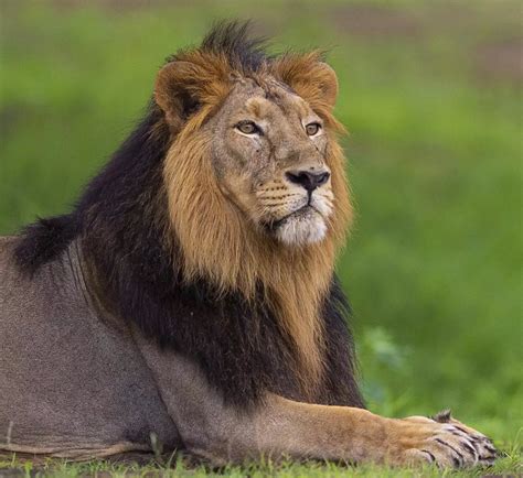 asiatic lion in india Asiatic lions: coming back from the brink of extinction