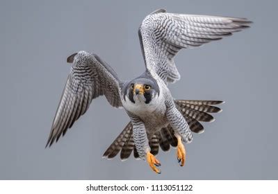 181,550 Falcon Images, Stock Photos & Vectors | Shutterstock