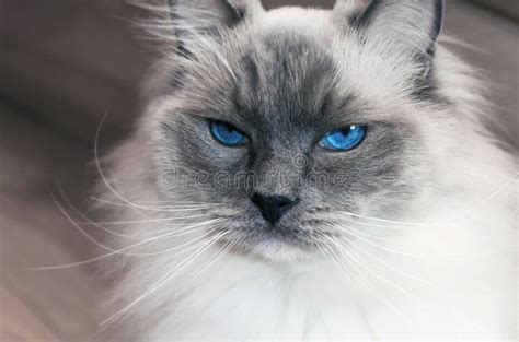 Portrait of Beautiful Ragdoll Cat with Blue Eyes Stock Photo - Image of sharp, fluffy: 104070090