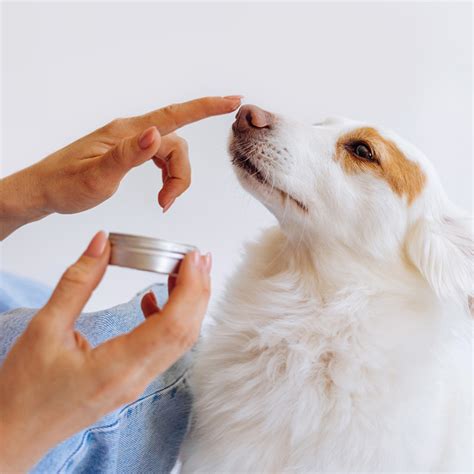 How to Treat Dog Hot Spots at Home · The Wildest