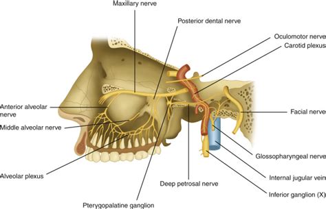 Gasserian Ganglion Anatomy