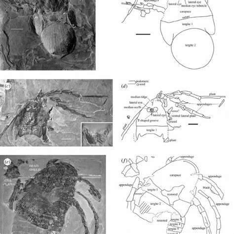 (PDF) The true identity of the supposed giant fossil spider Megarachne