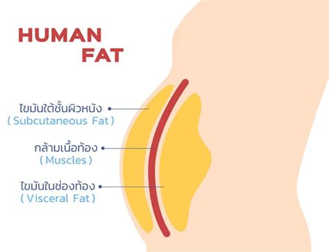 15 วิธี กำจัดไขมันส่วนเกิน ดูแลตัวเองอย่างไร วิธีไหนทำแล้วเห็นผลเร็ว