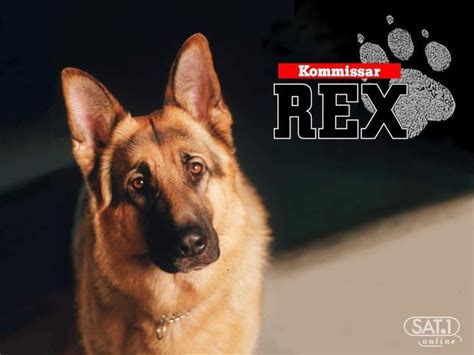 Kommissar Rex-TV Series | Famous dogs, Rex, Dogs