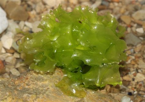 Ulva: Sea Lettuce is Underappreciated! | Macro Algae | AlgaeBarn