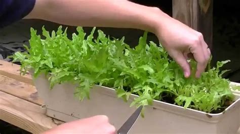 How to Grow Lettuce in Pots or Containers - Plant Instructions