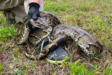 A U.S. Geological Survey Finds Burmese Python Invasion in Florida Is Spreading