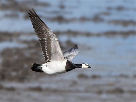 Barnacle Goose Bird Facts (Branta leucopsis) | Birdfact