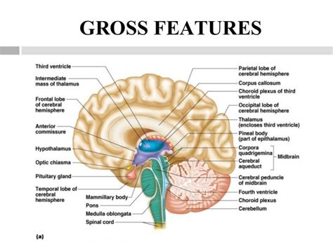 Diencephalon