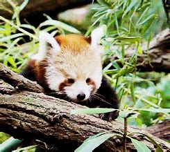 Red Panda GIFs - Find & Share on GIPHY