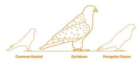 Gyrfalcon Drawing