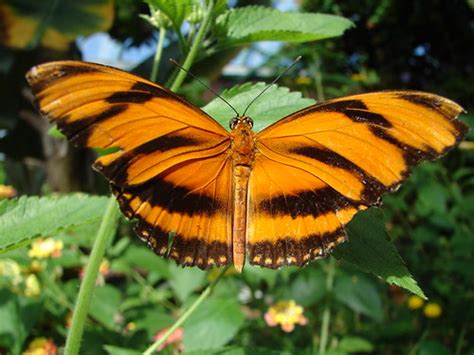 Zebra (Heliconius charitonia) | The Zebra is a member of the… | Flickr