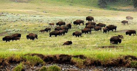 Yellowstone Bison Could Launch New Herds With No Risk to Cattle — Study ...