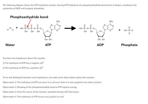 Solved The following diagram shows the ATP hydrolysis | Chegg.com