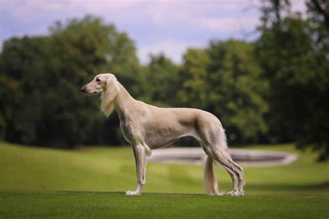 15 Best Tall Skinny Dog Breeds – Let The Runway Begin