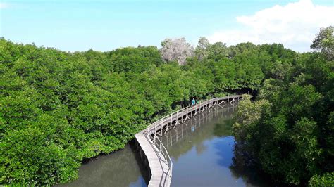 10 Indonesia Mangrove Forests Open for Tourists | Authentic Indonesia Blog