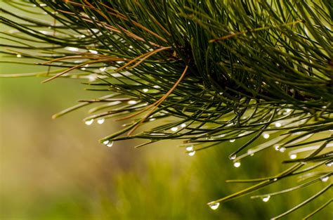 Free Images : tree, nature, forest, branch, dew, needle, light, sunlight, rain, water drop, leaf ...