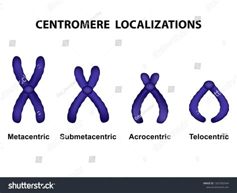 Type Chromosome According Position Centromere Metacentric Stock Vector ...