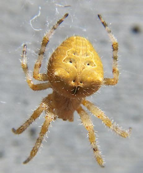 Cat-faced spider - Araneus illaudatus - BugGuide. | Projects to Try | Spider, Garden spider ...